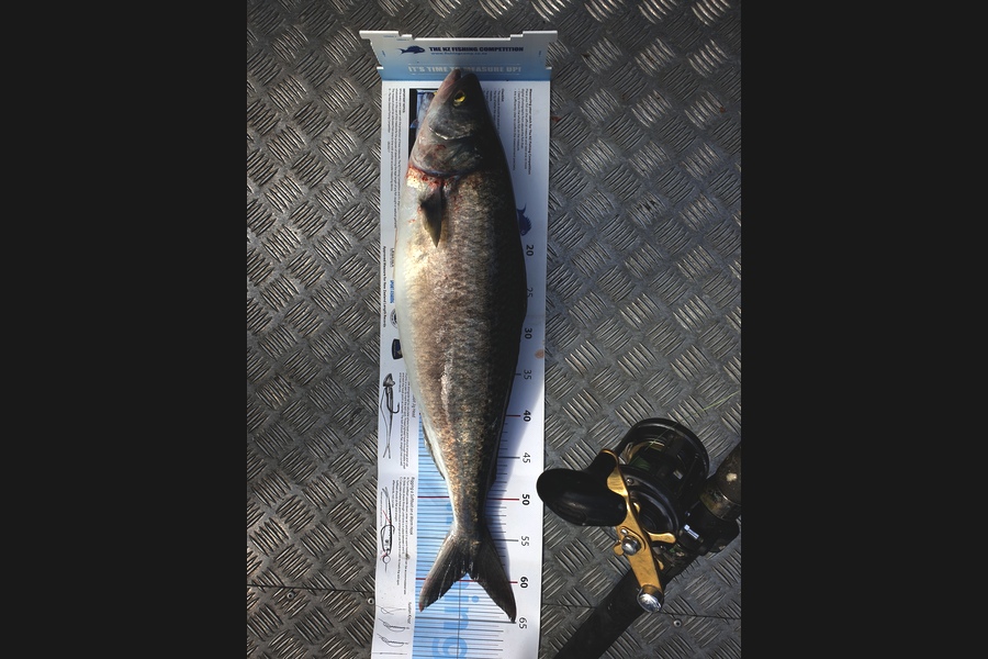 Craig Simpson caught this 59.0cm Kahawai at Puk bay during The Export NZ Fishing Competition