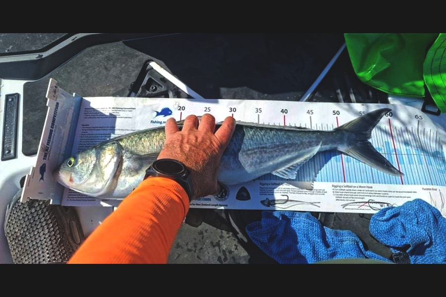 Andrew  Graham  caught this 54.5cm Kahawai at Hauraki Gulf during The Export NZ Fishing Competition