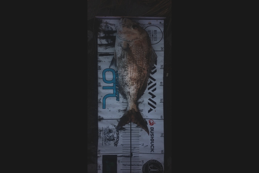 Tom Singleton caught this 61.5cm Snapper at Pukehina during The Export NZ Fishing Competition