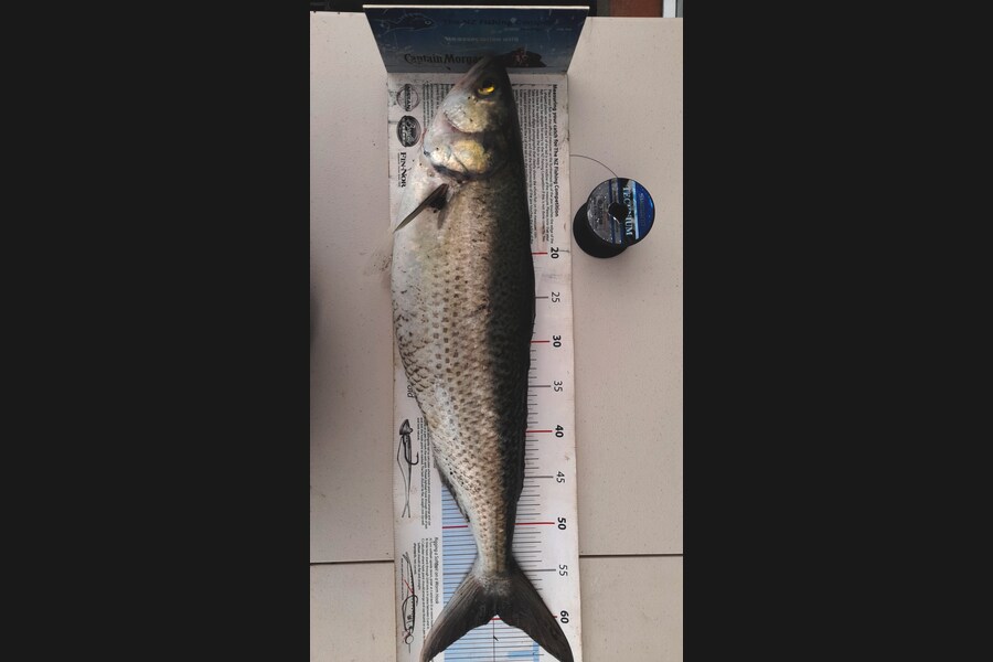 Russell Hockley caught this 59.5cm Kahawai at Palliser bay  during The Export NZ Fishing Competition
