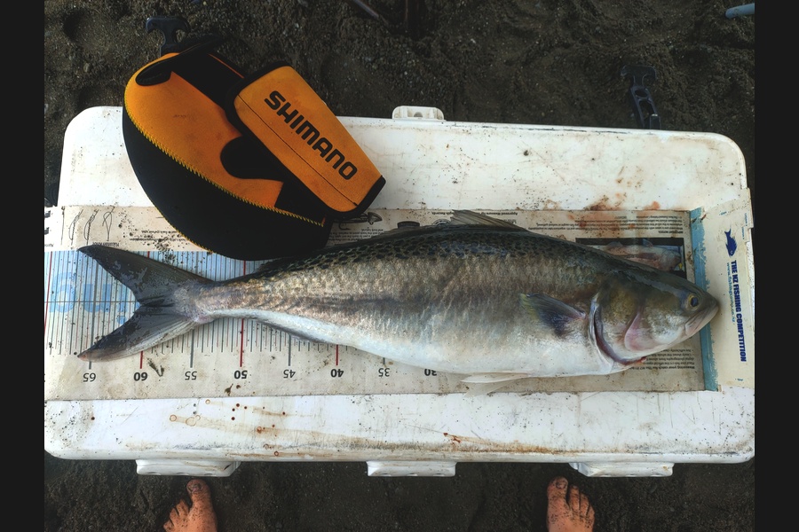 Damien Sinclair caught this 59.5cm Kahawai at Palliser Bay during The Export NZ Fishing Competition