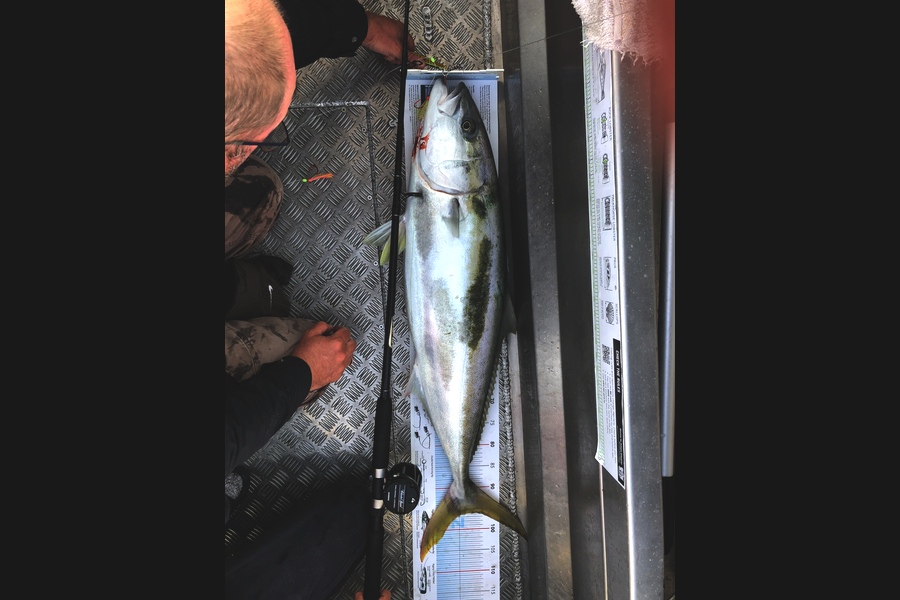 Bryce Powell caught this 96.0cm Kingfish at Tasman Bay during The Export NZ Fishing Competition