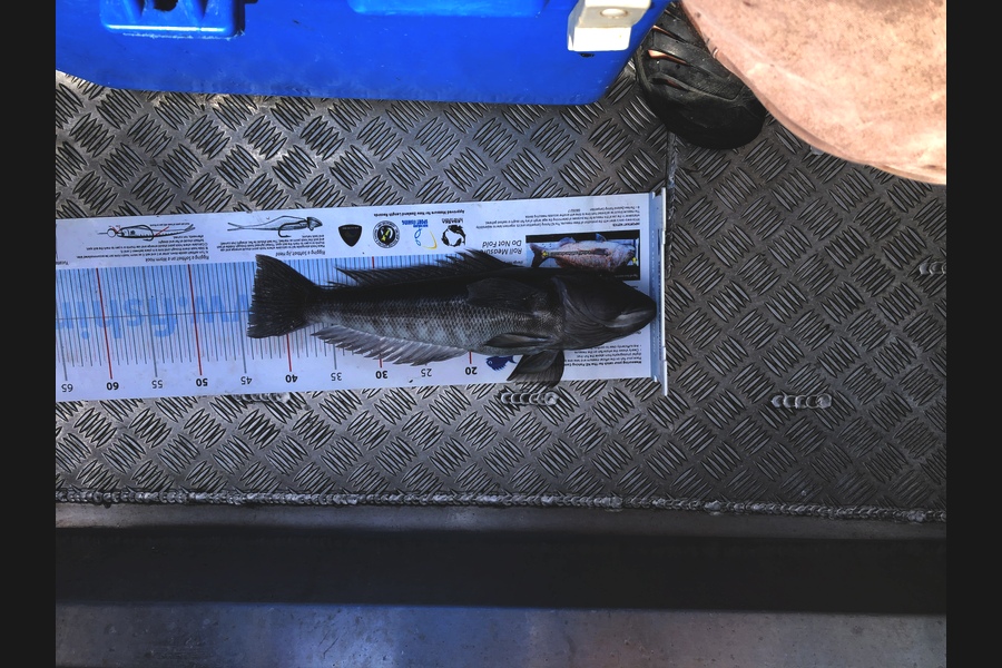 Bryce Powell caught this 42.5cm Blue Cod at Tasman Bay during The Export NZ Fishing Competition