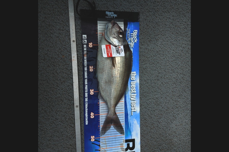 Murray  Pearse caught this 44.5cm Tarakihi at Gisborne  during The Export NZ Fishing Competition