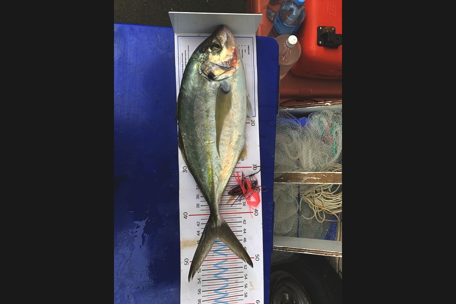 Matt Harrison caught this 45.0cm Trevally at Breambay during The Export NZ Fishing Competition