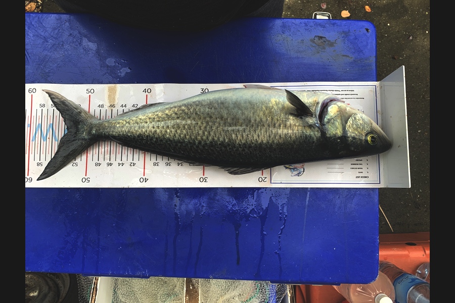 Matt Harrison caught this 53.0cm Kahawai at Breambay during The Export NZ Fishing Competition