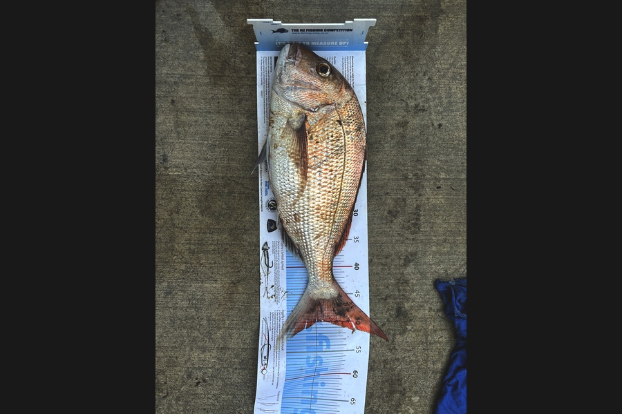 Steve Westlake caught this 49.5cm Snapper at West coast during The Export NZ Fishing Competition