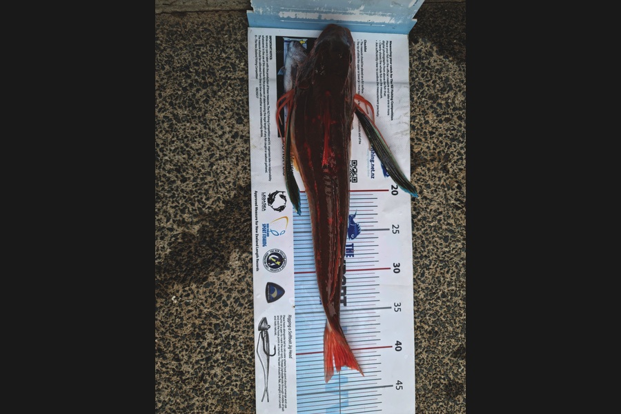 Andrew  Graham  caught this 41.5cm Gurnard at Papakura channel  during The Export NZ Fishing Competition