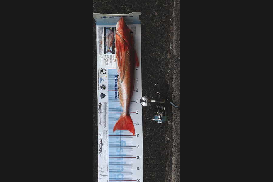 Logan Woods caught this 47.5cm Gurnard at Mana during The Export NZ Fishing Competition