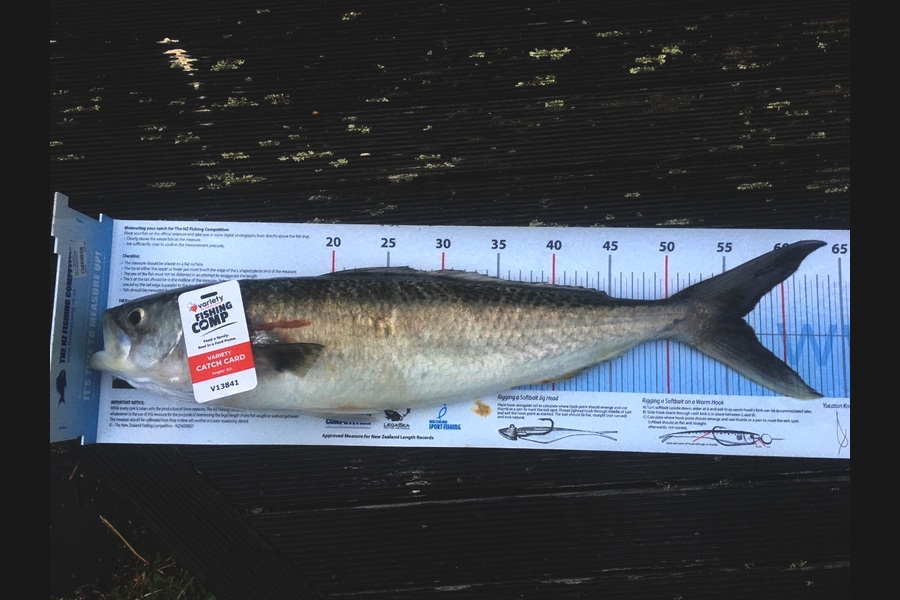 Jone Livia caught this 56.0cm Kahawai at Pukerua  during The Export NZ Fishing Competition