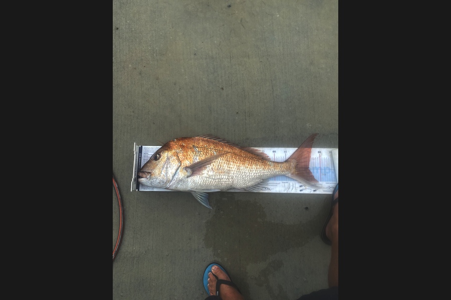 Shane MacRae caught this 74.5cm Snapper at Ohawe  during The Export NZ Fishing Competition
