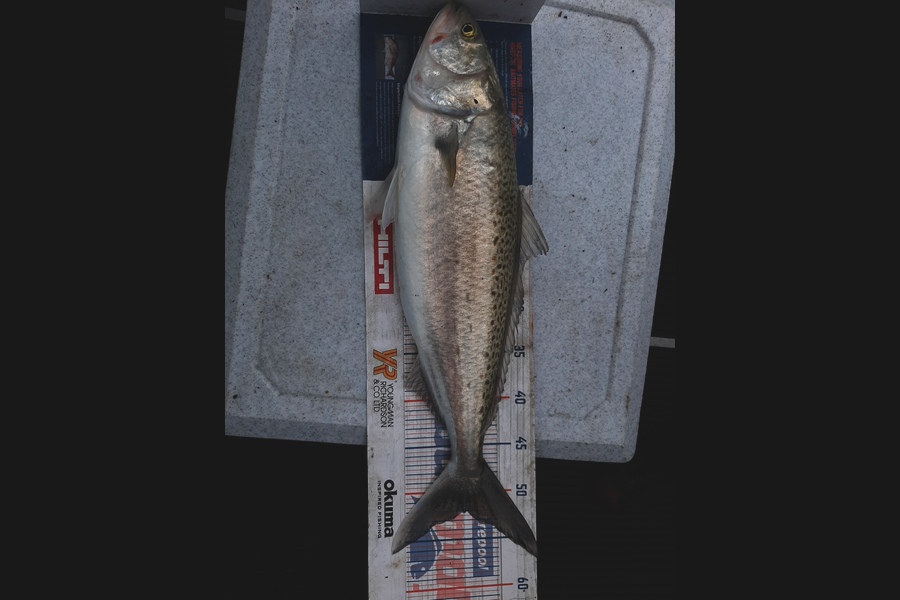 Colleen  Archer  caught this 52cm Kahawai at Tauranga  during The Export NZ Fishing Competition
