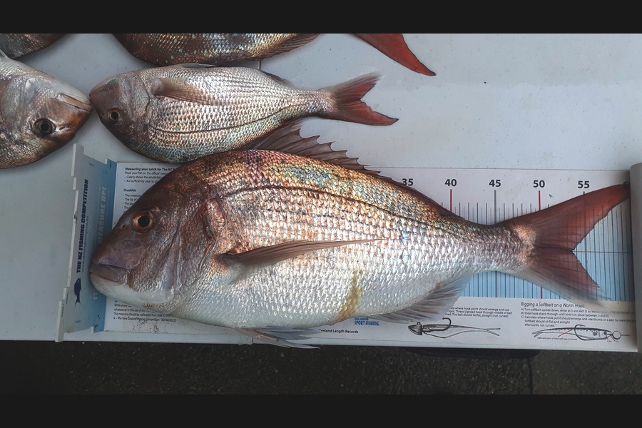 Pat Barrett caught this 53.5cm Snapper at Otaki Beach during The Export NZ Fishing Competition