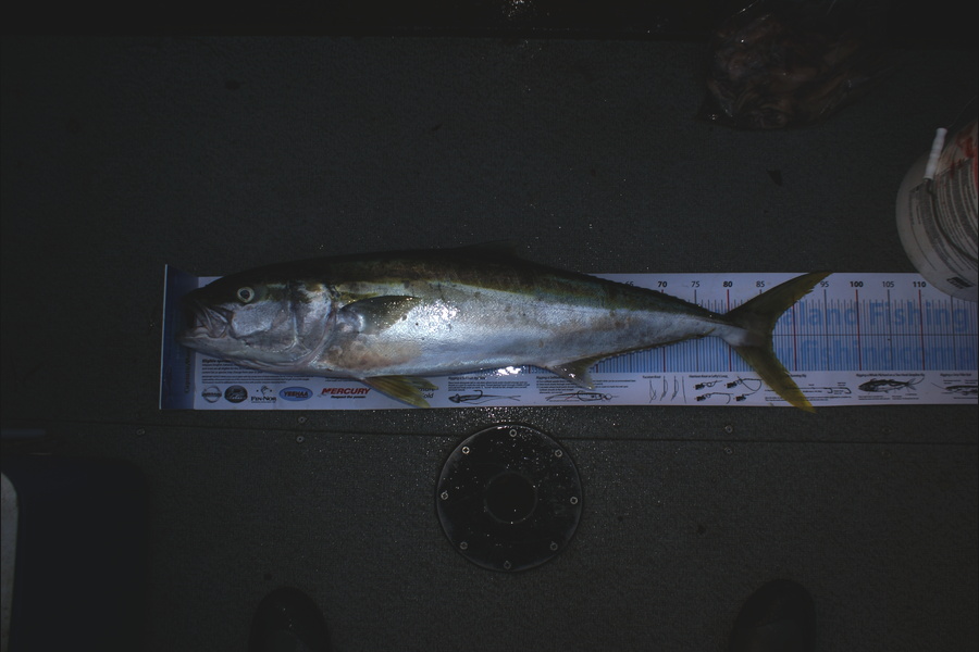 Sue Tindale caught this 86.5cm Kingfish at t point during The Export NZ Fishing Competition