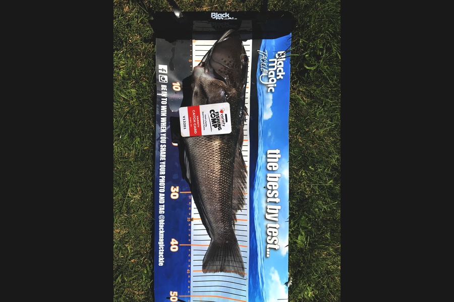 Phillip  Mare caught this 45.0cm Blue Cod at Dunedin  during The Export NZ Fishing Competition