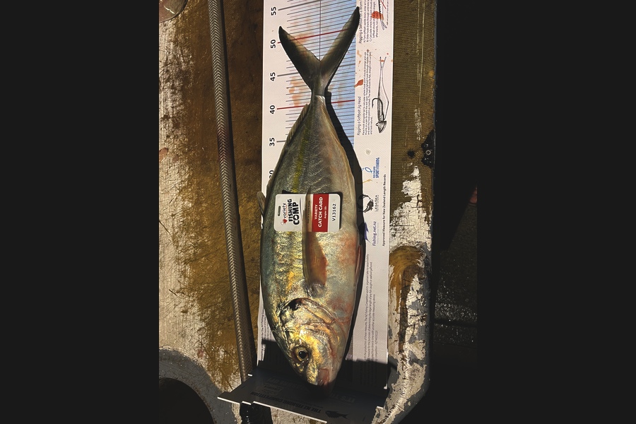 Neil Smith caught this 46.0cm Trevally at Hauraki during The Export NZ Fishing Competition