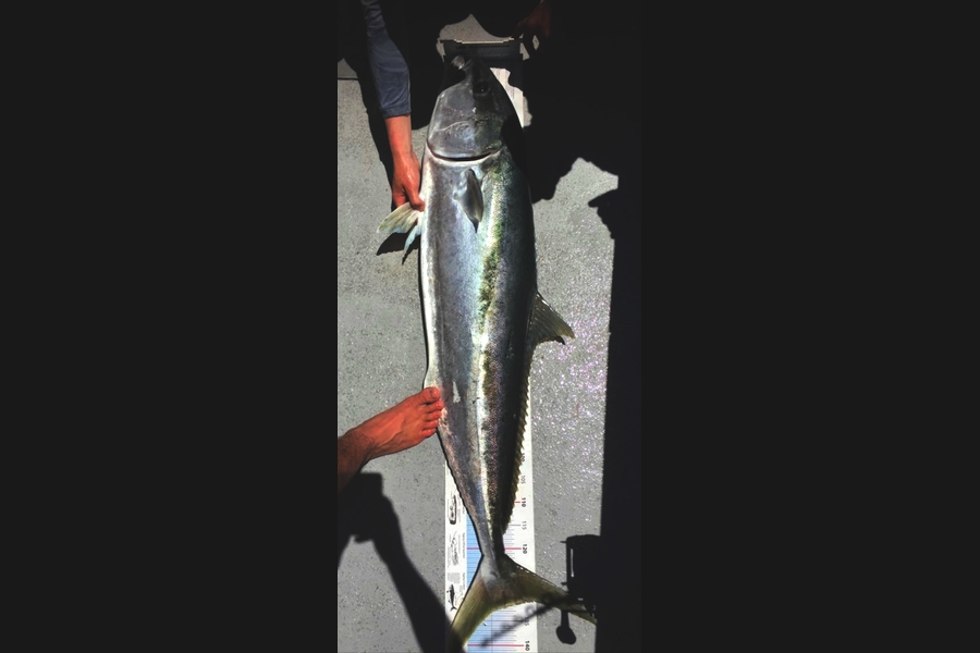 Ashton Hall caught this 132.5cm Kingfish at Far north during The Export NZ Fishing Competition