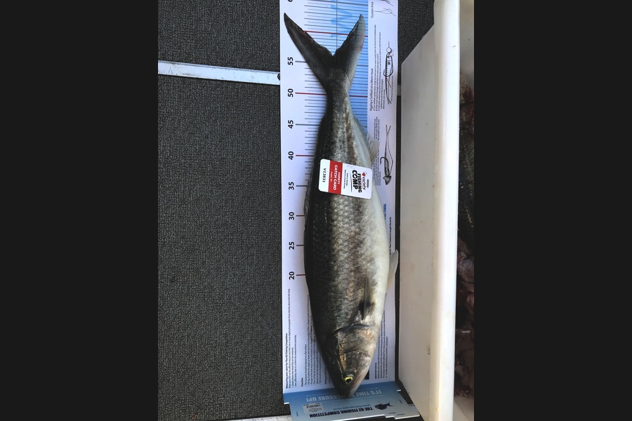 Brendon Godwin caught this 56.0cm Kahawai at Hawke’s Bay during The Export NZ Fishing Competition