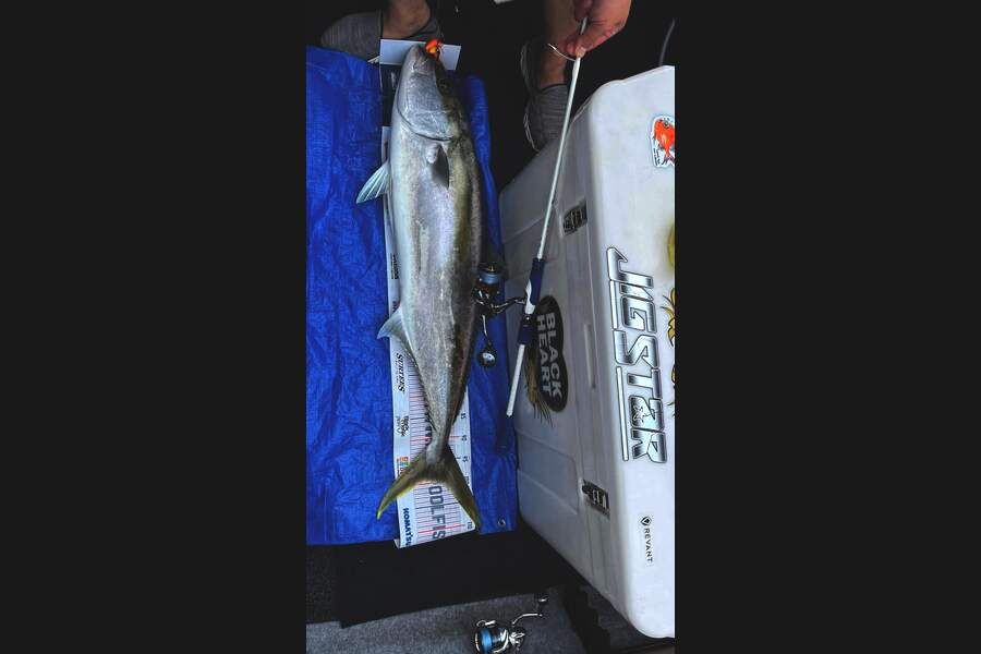 Alton King caught this 100.0cm Kingfish at Firth of thames during The Export NZ Fishing Competition