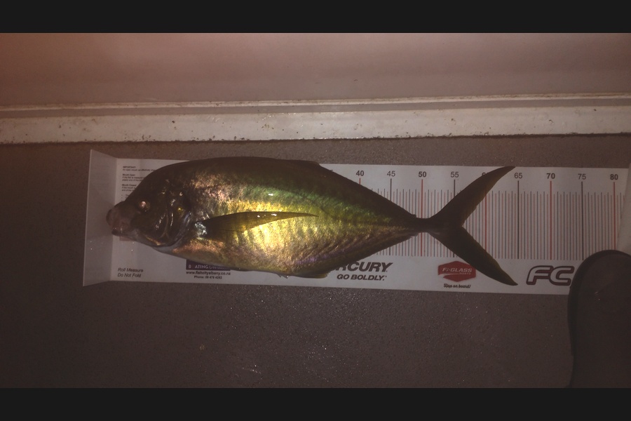Andrew Wilson caught this 56.0cm Trevally at The Far North during The Export NZ Fishing Competition