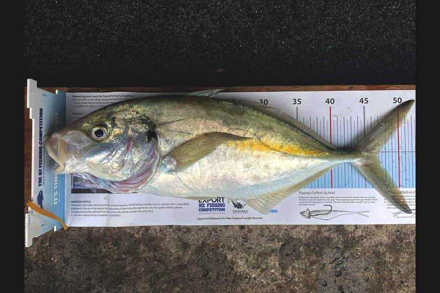 Samuel Clarke caught this 47.0cm Trevally at Kawau during The Export NZ Fishing Competition