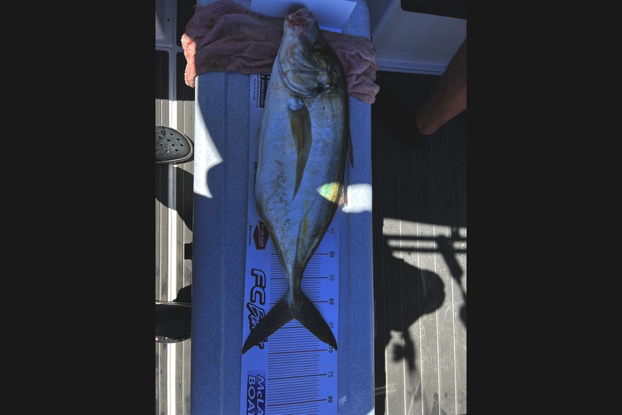 Alan  Sandrey  caught this 63.0cm Trevally at Little Barrier  during The Export NZ Fishing Competition