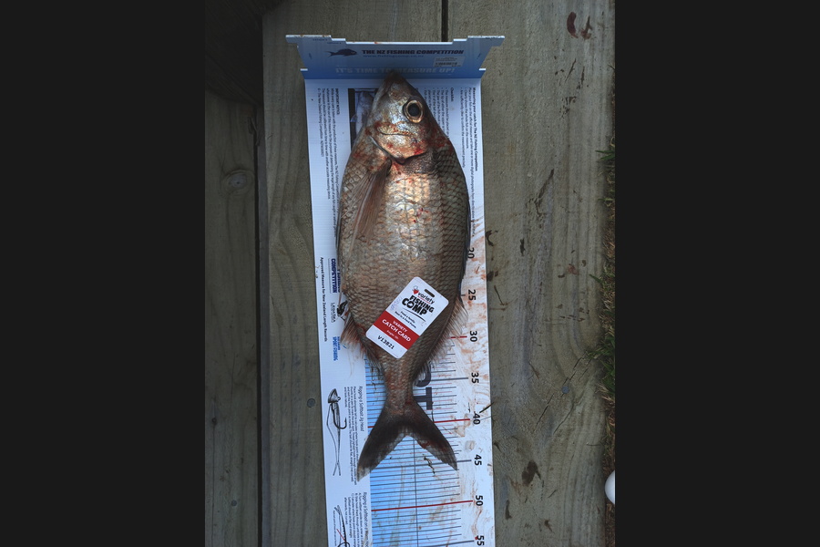 John  Smith caught this 41.0cm Tarakihi at mahia during The Export NZ Fishing Competition