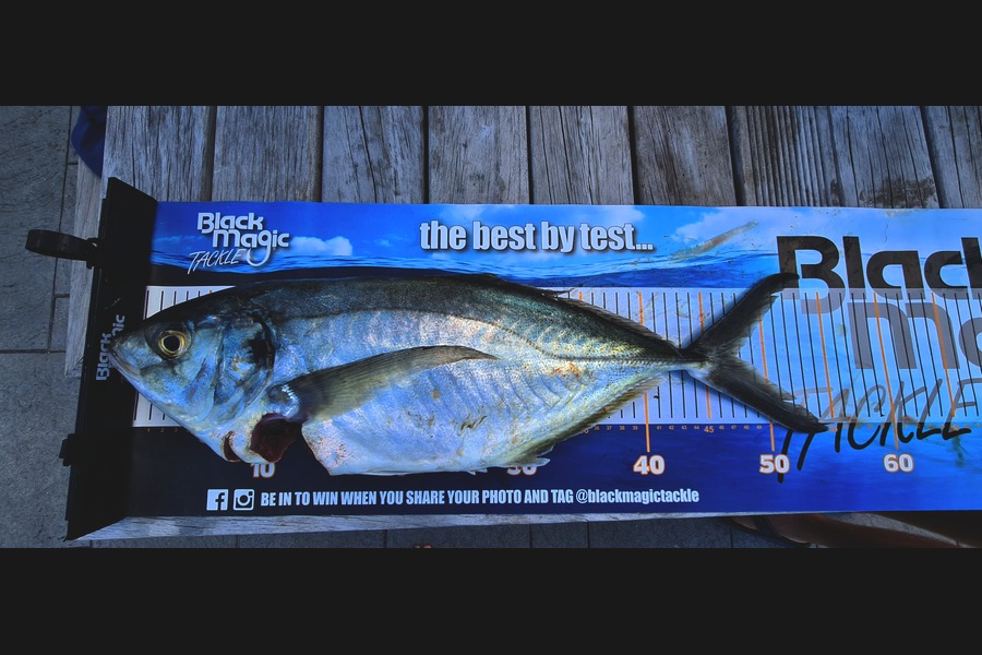 Jeff Cunningham caught this 47.5cm Trevally at mokohinau islands during The Export NZ Fishing Competition