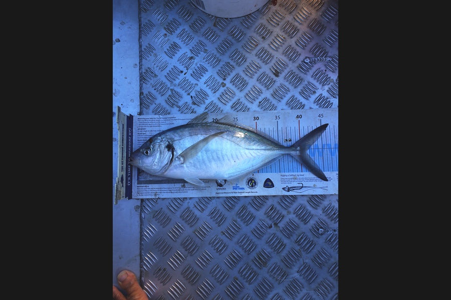 Kieran  Rawlinson caught this 41.0cm Trevally at Kapiti during The Export NZ Fishing Competition