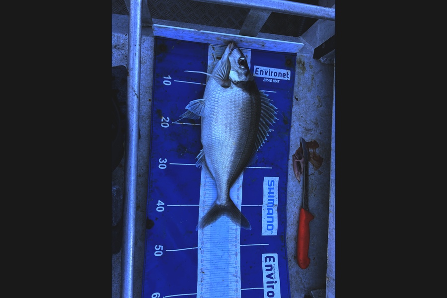Josh (JW) Williams caught this 42.5cm Tarakihi at Cape Jackson during The Export NZ Fishing Competition