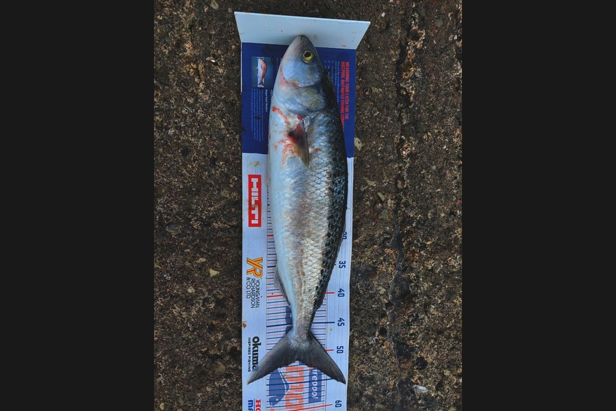 Phillip Ryan caught this 51.0cm Kahawai at Huia during The Export NZ Fishing Competition