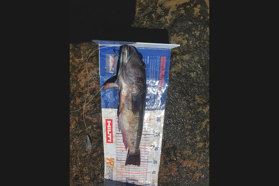 Ben Cullen caught this 36.0cm Blue Cod at Auckland inner harbour  during The Export NZ Fishing Competition