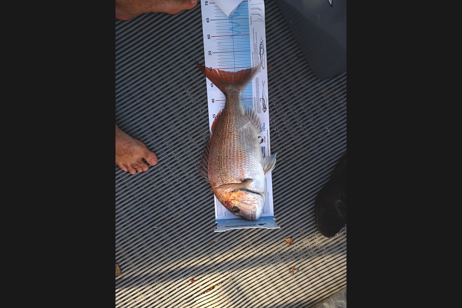 Cory Harris caught this 48.5cm Snapper at Kapiti  during The Export NZ Fishing Competition