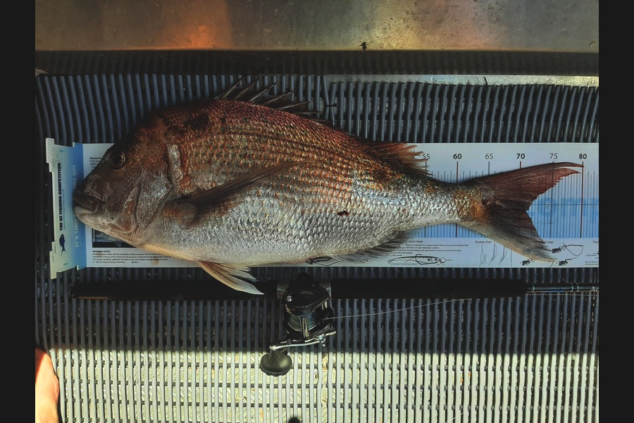 Kevin Searles caught this 71.0cm Snapper at Tory Channel, Marlborough Sounds during The Export NZ Fishing Competition
