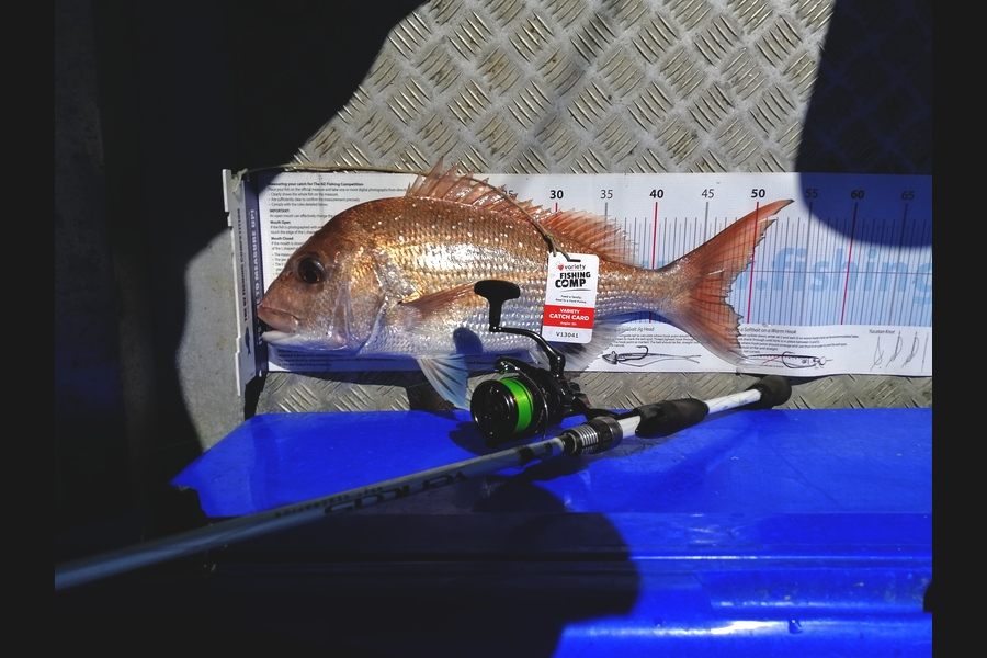 Brian  Gallogly caught this 47.5cm Snapper at Nth Waiheke during The Export NZ Fishing Competition