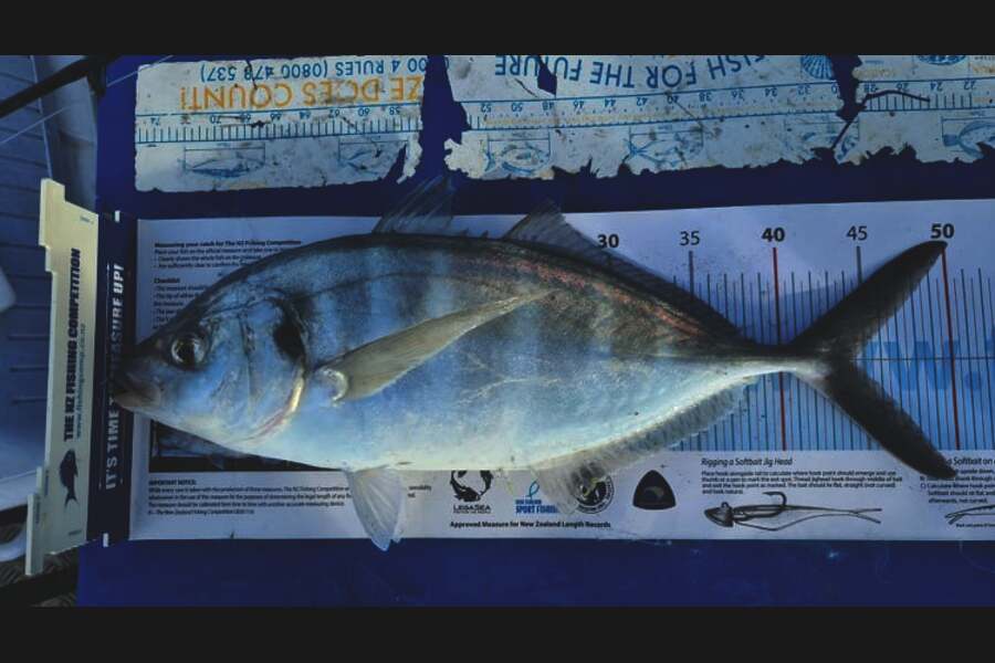 Kyle McCoy caught this 44.0cm Trevally at Otaki Beach during The Export NZ Fishing Competition