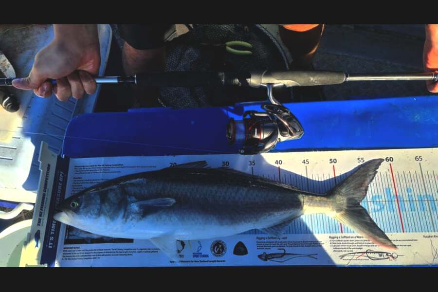 Kyle McCoy caught this 53.5cm Kahawai at Otaki Beach during The Export NZ Fishing Competition