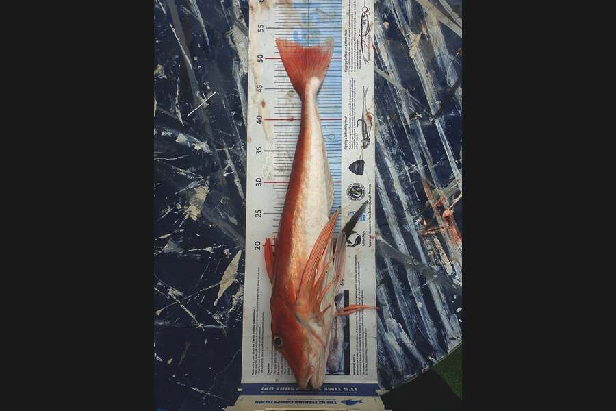 Kyle McCoy caught this 51.5cm Gurnard at Otaki Beach during The Export NZ Fishing Competition