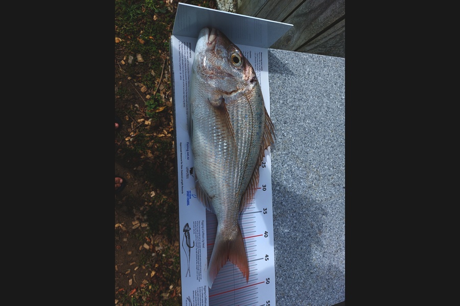Paul Chambers caught this 43.5cm Snapper at Kaipara harbour during The Export NZ Fishing Competition