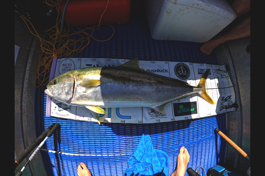 Harry Forgesson  caught this 108.5cm Kingfish at Kawau during The Export NZ Fishing Competition