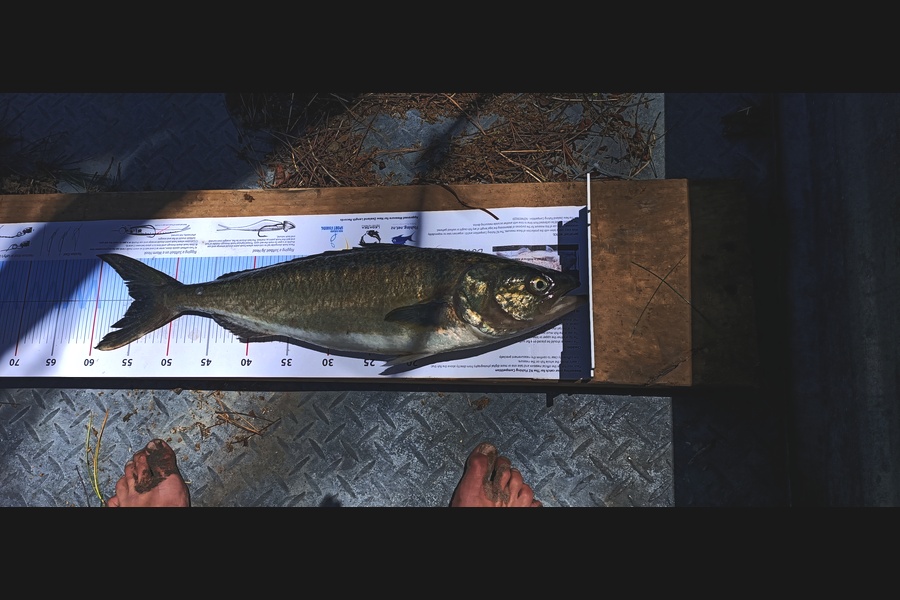 Dean Crene caught this 55.0cm Kahawai at Far North during The Export NZ Fishing Competition