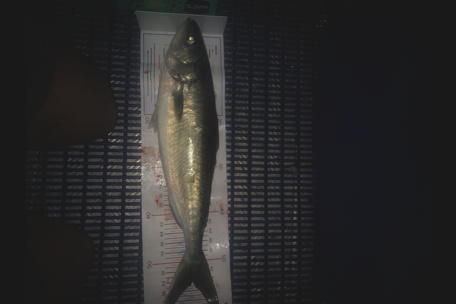 Matt Harrison caught this 54.0cm Kahawai at Whangarei  during The Export NZ Fishing Competition