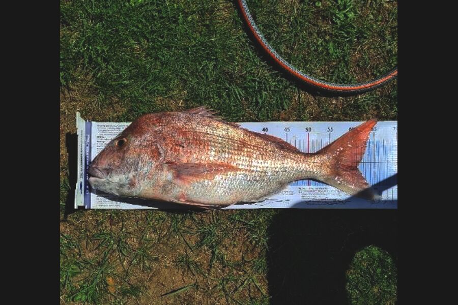 Peter Madsen caught this 61.0cm Snapper at Kawhia during The Export NZ Fishing Competition