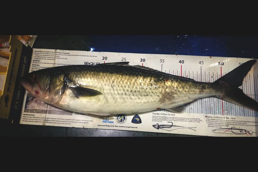 Leigh Page caught this 53.5cm Kahawai at Wellington south coast during The Export NZ Fishing Competition