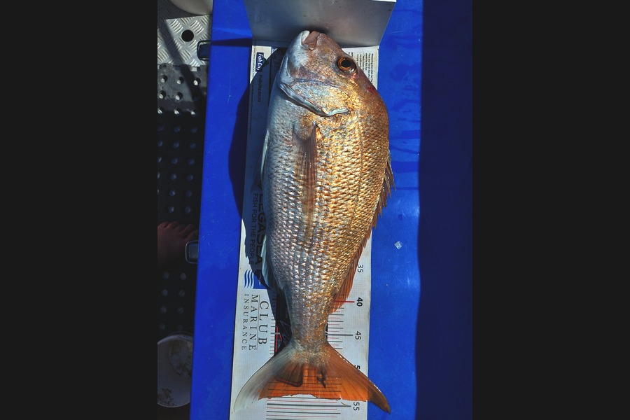 Barry  Howard caught this 53.5cm Snapper at Hauraki Gulf during The Export NZ Fishing Competition
