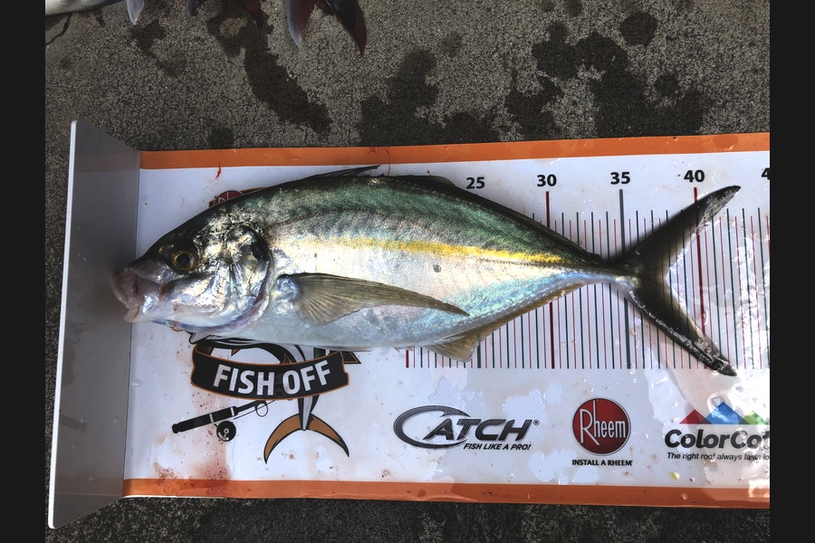 Samuel Clarke caught this 37.5cm Trevally at Hauraki during The Export NZ Fishing Competition