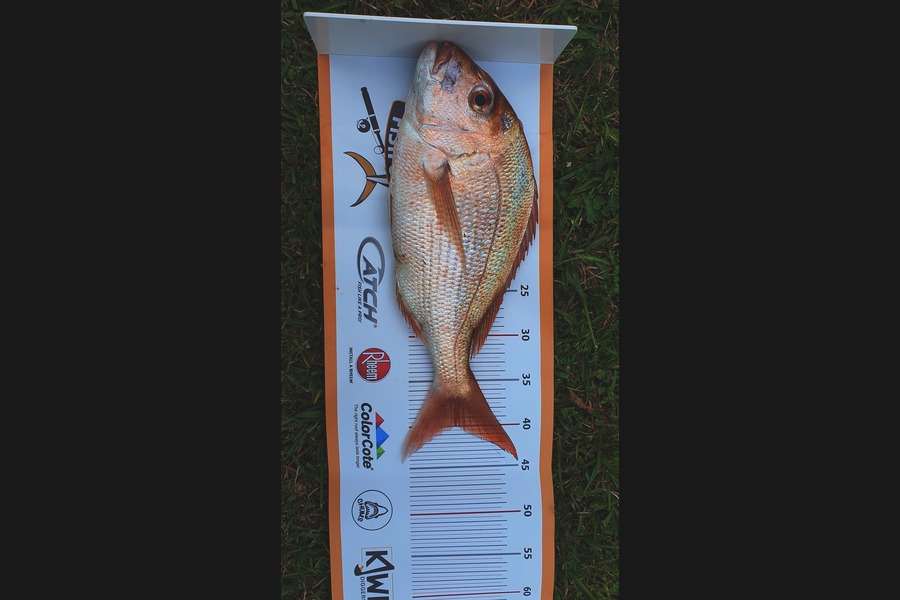 Jay Clarke caught this 40.0cm Snapper at Te puna Inlet during The Export NZ Fishing Competition