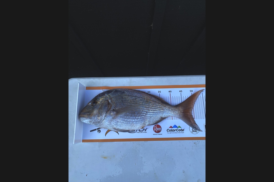 Tom Jensen caught this 49.0cm Snapper at Tauranga  during The Export NZ Fishing Competition