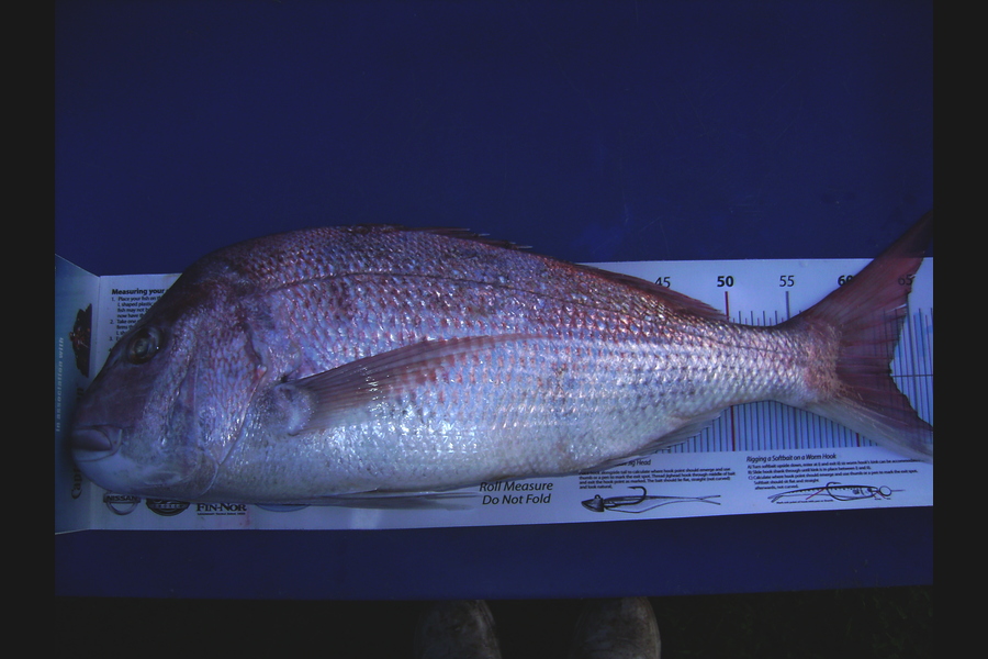 Craig Miller caught this 63.0cm Snapper at Whakatane during The Export NZ Fishing Competition