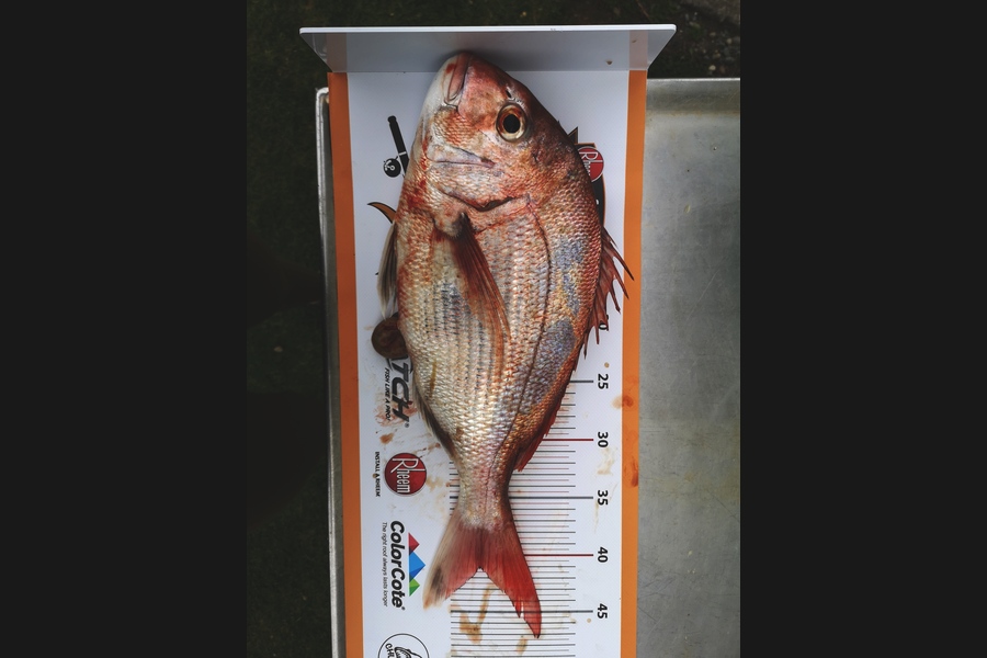 Stuart Holly caught this 41.0cm Snapper at Taranaki during The Export NZ Fishing Competition